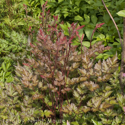 Astilbe Delft Lace