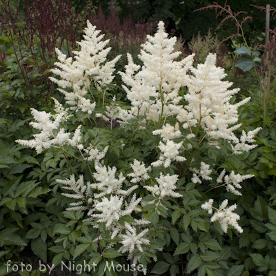 Astilbe Deutschland