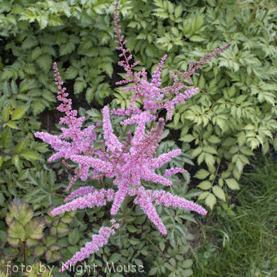 Astilbe Eden`s Odysee