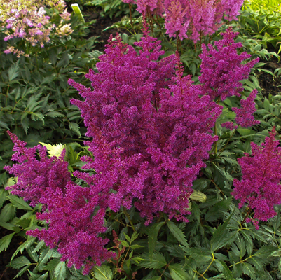 Astilbe Elizabeth Van Ween