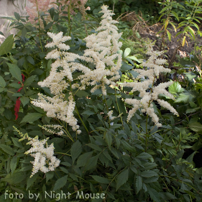 Astilbe Ellie