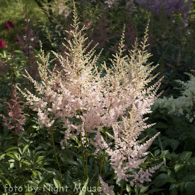 Astilbe Erika