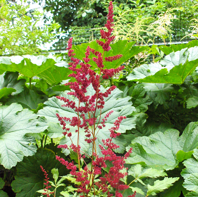 Astilbe Etna