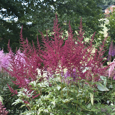 Astilbe Fanal