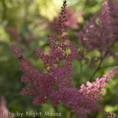 Astilbe Federsee