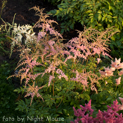 Astilbe Flamingo