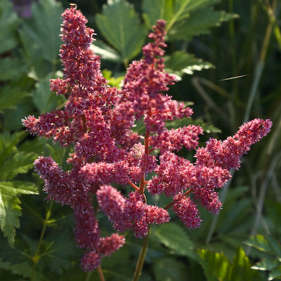 Astilbe Gertruda Brix