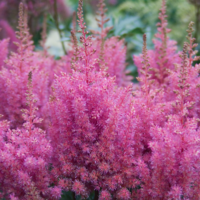 Astilbe Gloria Purpurea