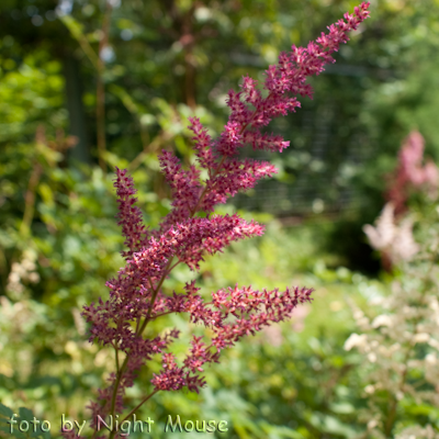 Astilbe Granat