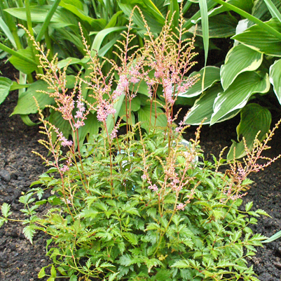 Astilbe Hennie Graafland