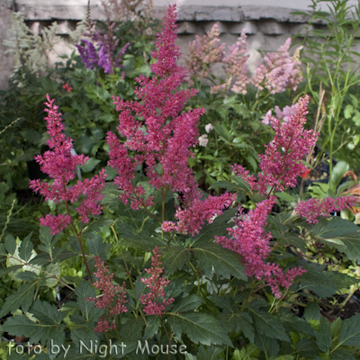 Astilbe Henry Noblett