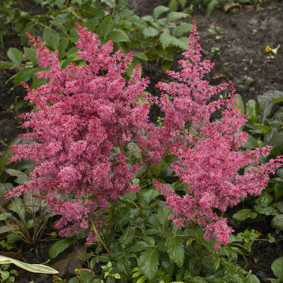 Astilbe Jump And Jive