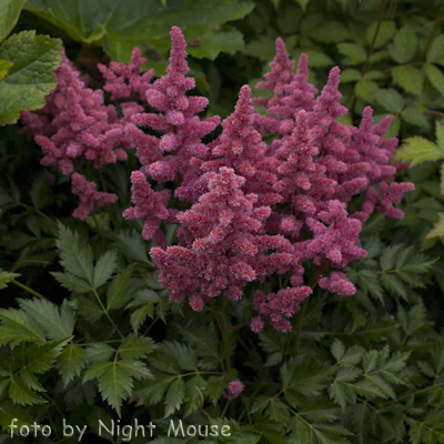 Astilbe Kvele