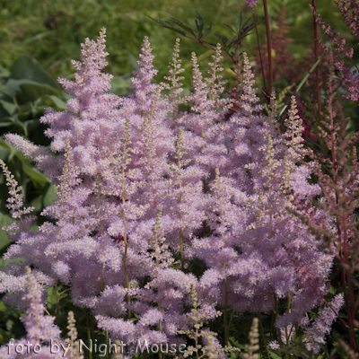 Astilbe Lilac