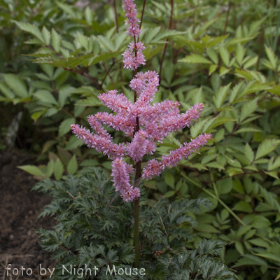 Astilbe Liliput