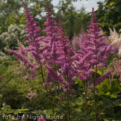 Astilbe Love And Pride