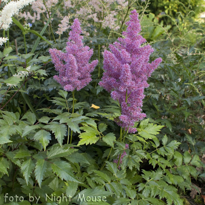 Astilbe Meinz