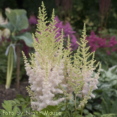 Astilbe Milk And Honey