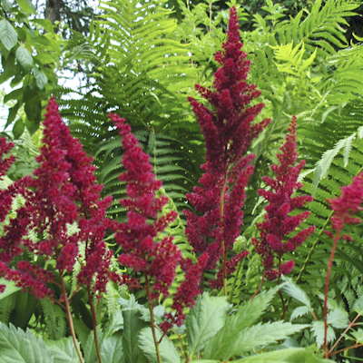 Astilbe Montgomery