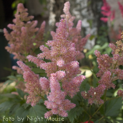 Astilbe Nikki