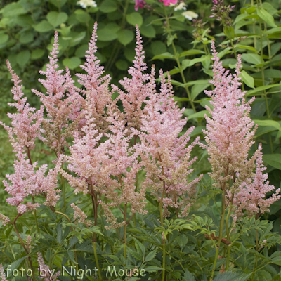 Astilbe Peach and Cream