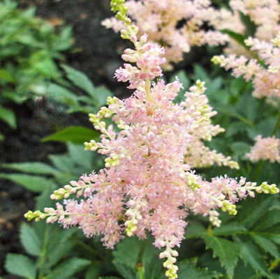 Astilbe Peach Blossom