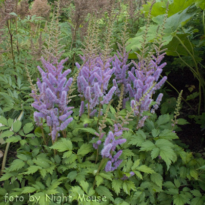 Astilbe Pumila