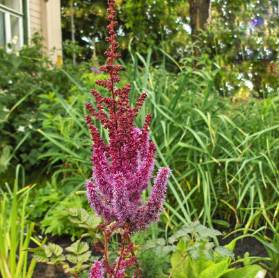 Astilbe Purpurlance