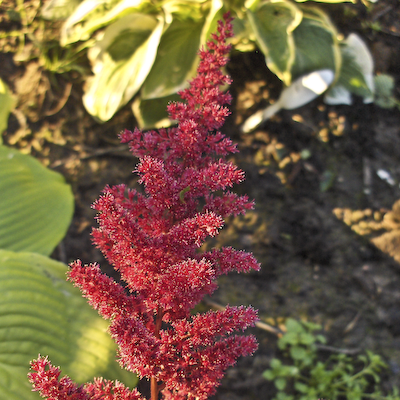 Astilbe Radius