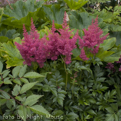 Astilbe Red Sentinel