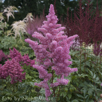 Astilbe Rhythm And Blues