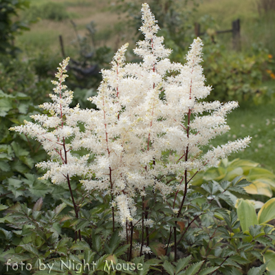 Astilbe Rock And Roll