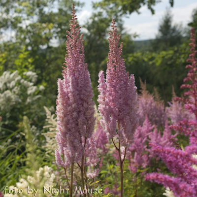 Astilbe Rosenkertze