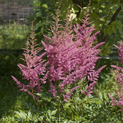 Astilbe Rubin