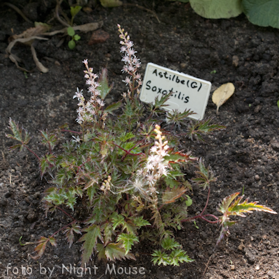 Astilbe Saxatilis