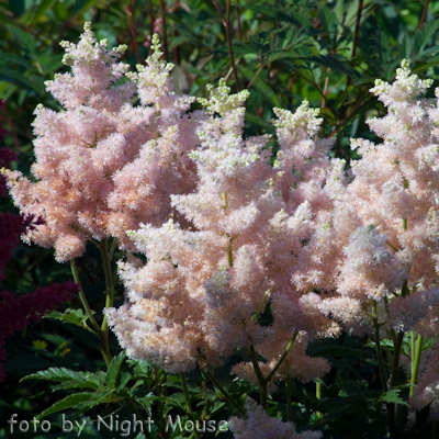 Astilbe Sister Theresa