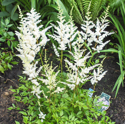 Astilbe Snowdrift