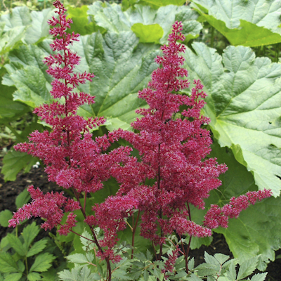 Astilbe Spartan