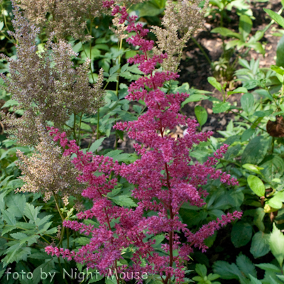 Astilbe Spinell