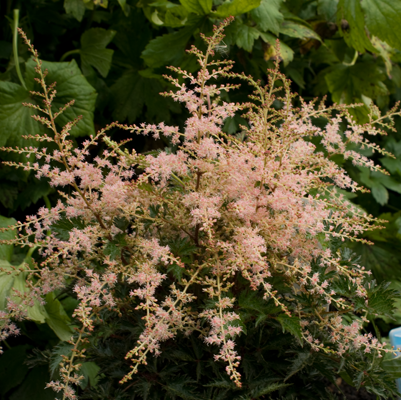 Astilbe Sprite