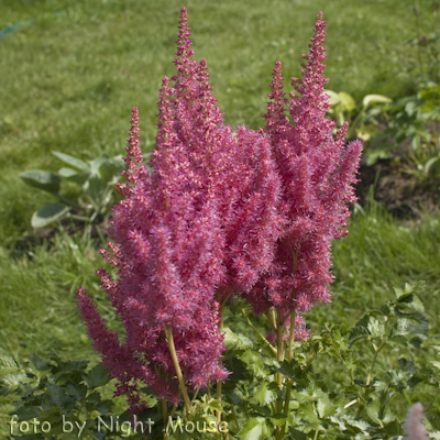 Astilbe Stand And Deliver