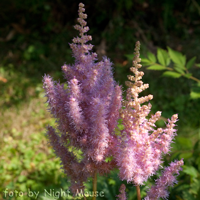 Astilbe Stick and Stones