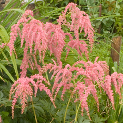 Astilbe Straussenfeder