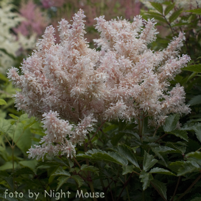 Astilbe Tiny Torches Sugaberry