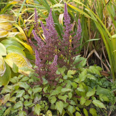 Astilbe Veronica Klose