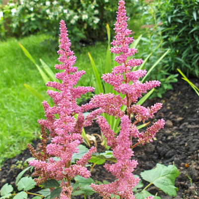 Astilbe Vision In Pink