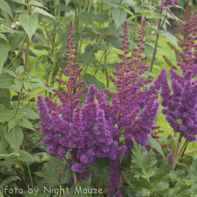 Astilbe Vision In Red