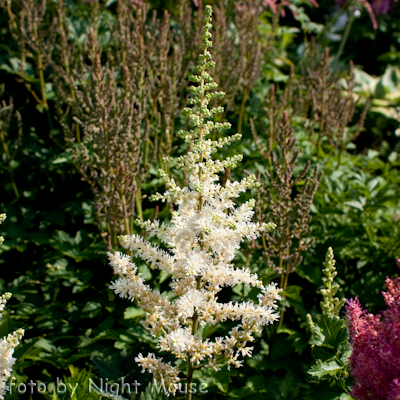 Astilbe Vision In White