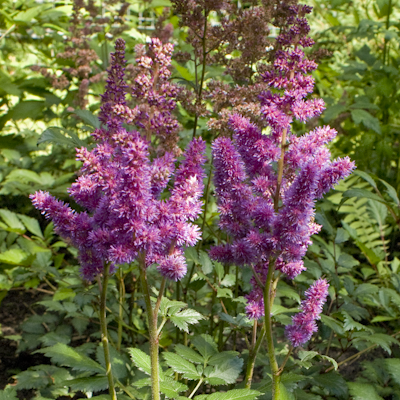 Astilbe Visions