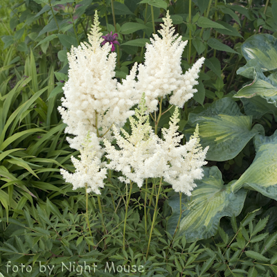 Astilbe Weisse Gloria